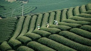 一个川南名村的“健康路”