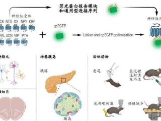 衰老机制、人体器官芯片等入选2023年度中国生命科学十大进展