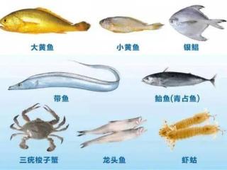 今起至8月1日，这几类海鲜浙江禁止销售！