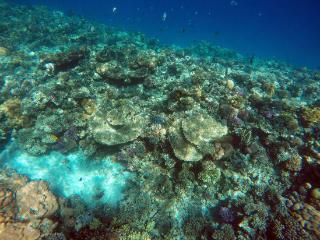 全球珊瑚白化现象范围扩大