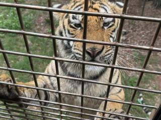 宜宾野生动物园给幼虎戴嘴套与游客合影引争议 实地探访：“与虎合照”项目已停