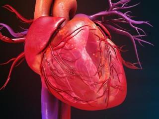 健康心脏4要素你知道吗？保护心脏，远离这些习惯！