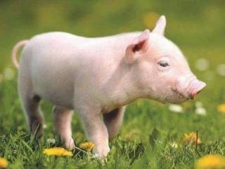 猪身上有个“好东西”，或可降血压、血糖、血脂，很多人还不知道