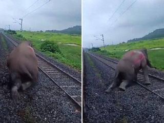 印度一野象被疾驰火车撞倒：四肢瘫软多次挣扎起身，最终身亡