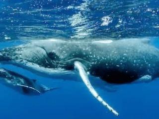 离谱但不意外！座头鲸交配的照片被首次拍到，但双方都是雄性