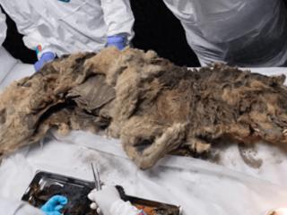 冻土层发现44000年前木乃伊狼，胃中仍有猎物，可能携带古代细菌