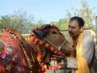 印度土豪爱上母牛，花17万元和母牛结婚，后竟和母牛孕有一子