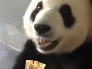 当大熊猫邂逅了竹笋，动物王国的“表情帝”简直萌我一脸！