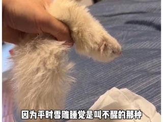 动物也怕鬼？宁波一猫咪见伙伴“死而复生”，被惊吓到起跳