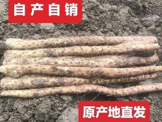 抗衰老,山药还有哪些其他的功效或用途呢？好山药道地养生