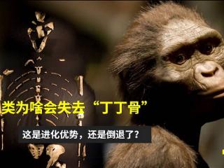 人类男性在进化过程为何会失去“丁丁骨”，到底是进化还是退化？