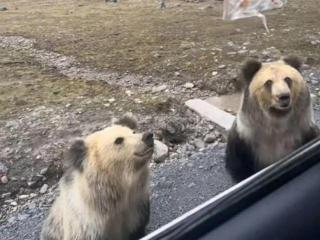 游客投喂野生棕熊遭猛扑抢食，当事人回应