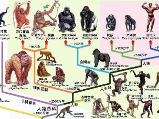 高级外星文明在600万年前对黑猩猩基因改造创造了人类？