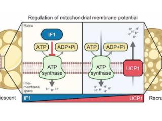 线粒体产热调节新机制被探明，棕色脂肪研究揭示体重管理奥秘