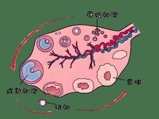 不可忽视的妇科急腹症一黄体破裂，到底可怕在哪 ?