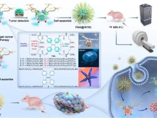 中国科学院成功开发 19F MRI “分子无人机”：药物精准递送