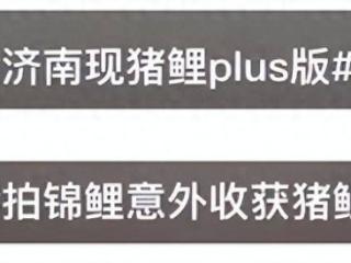 要做饱死鬼！趵突泉的鱼被游客投喂撑死？这些鱼真不会觉得饱吗？