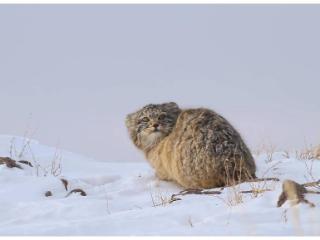 落难“猛猫”，脸型酷似“鳌拜”，跑到农家中疑求一口吃食