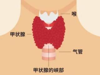 早餐变“毒餐”？医生提醒：建议少吃1早餐，对甲状腺不利