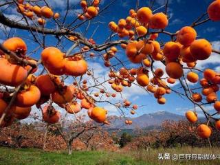 一个柿子十副药？深秋季节吃柿子要注意这些