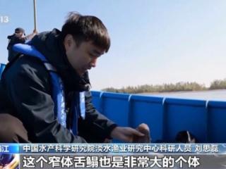 好多鱼！长江靖江段交出保护亮眼成绩单