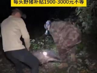 赏金猎人团已在南京捕获133头野猪，还差67头才能拿到每头二三千元补贴，他们真的很赚钱？