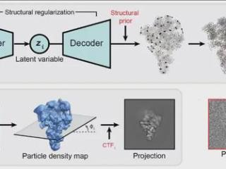 ByteDance Research登Nature子刊：AI+冷冻电镜，揭示蛋白质动态