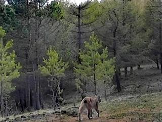 河北承德发现大猞猁，民间俗称为狼猫，据说是真正的“屠狼高手”