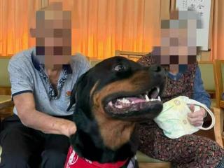 助教犬上课途中疑中毒死亡！宠物安全遭威胁，“铲屎官”该怎么办？