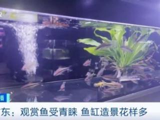 年产数百亿尾！广东观赏鱼火了！水族业年产值近400亿元