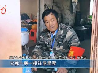 事发黑龙江！狐狸一大早“敲门”求助......