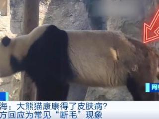 大熊猫康康“脱毛”了？什么情况？园方回应