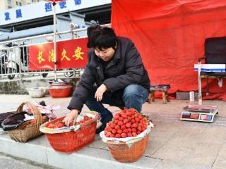 40元/斤！为何今年的草莓“迟到”了？