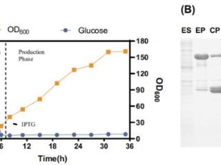 科学家开发无柱纯化高性能蛋白质制备方法，可用于研发酶制剂