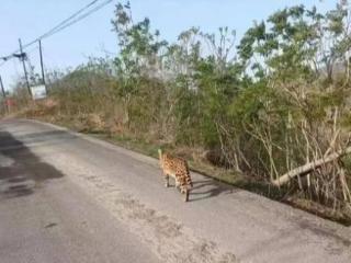 石家庄惊现野生豹子？当地野生动物救助站：是薮猫