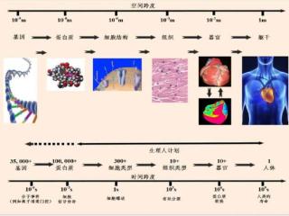 世界首次！智源研究院实现数字孪生心脏电功能超实时仿真