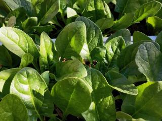 失眠多半是“肝火旺”，建议中老年：常吃这道菜，养肝降火助睡眠