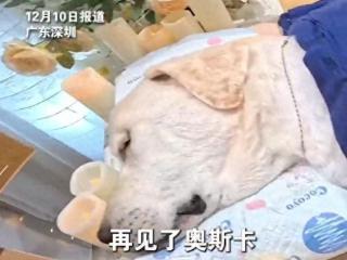 深圳第1只导盲犬奥斯卡去世，主人轻轻抚摸与它告别