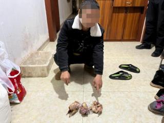 老鹰被多次转卖后遭宰食！盗猎团伙5人落网，平时各有职业，因“狩猎爱好”结识