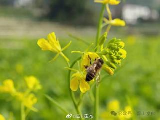 四川12月的油菜花开在哪？