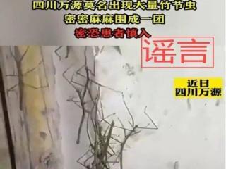 四川达州万源竹节虫灾情爆发？当地辟谣