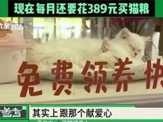 河南一女子免费领养猫咪深陷“猫贷”纠纷，网友破防：我也背负3年“猫贷”