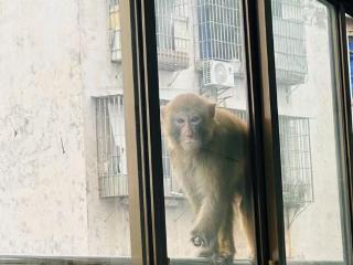 一只受伤野生猕猴闯进泸州一幼儿园：疑与猴群打架左臂受伤，经治疗伤情稳定