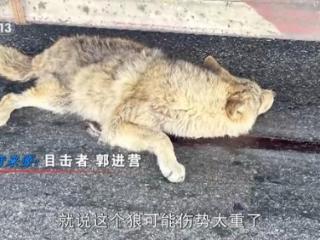 可可西里网红狼被车撞死？可能都是投喂惹的祸