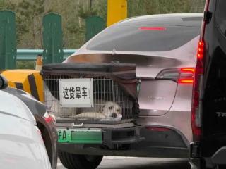 男子拖着“晕车狗”自驾游全国，回应称因狗晕车专门定制车外笼具